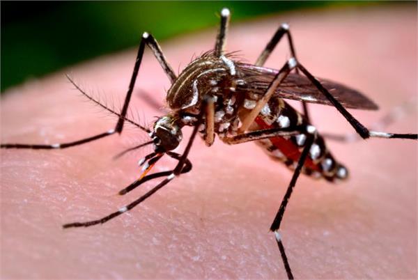 asian and european people have high risk of dengue