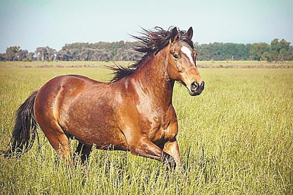 glanders  hades for horses and humans