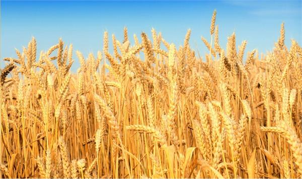 wheat output likely to be 10 million tonnes this year