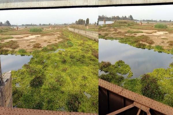 the water of the river sutlej is polluted  people suffer