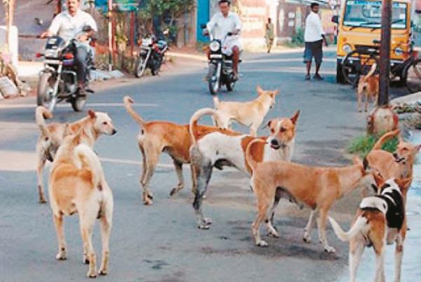 god protects the stricken dog from the wrath