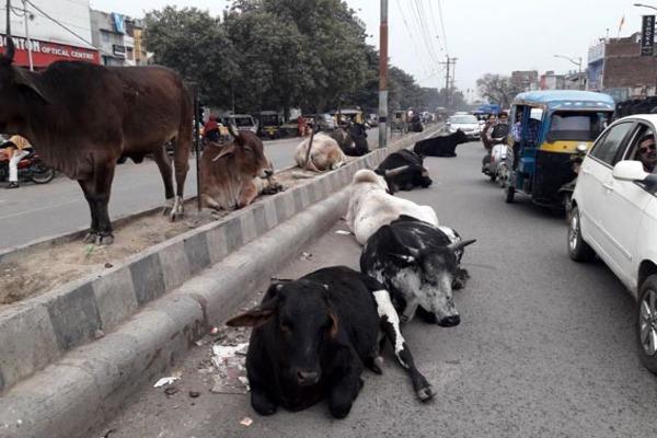 the corporation fails miserably in care of cowboy cows
