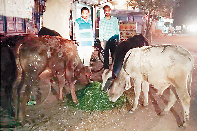 ਜਨਤਕ ਥਾਵਾਂ ''ਤੇ ਨਿਭਾਈ ਜਾਂਦੀ ਹਰੇ ਚਾਰੇ ਦੀ ਸੇਵਾ ਕਾਰਨ ਲੋਕ ਪ੍ਰੇਸ਼ਾਨ