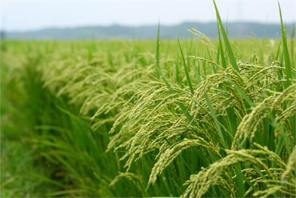 new type of paddy