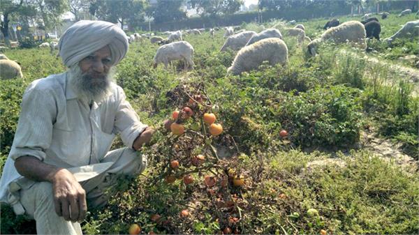farmer in tension