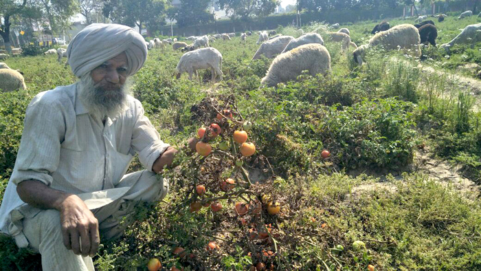 ਕਿਸਾਨਾਂ ''ਤੇ ਆਲੂਆਂ ਪਿੱਛੋਂ ਹੁਣ ਪਈ ਟਮਾਟਰਾਂ ਦੀ ਮਾਰ!