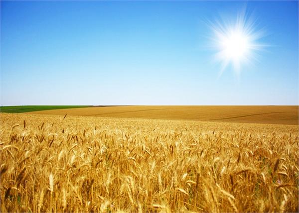 wheat heritage legacy