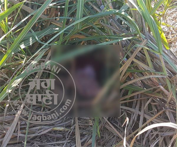 7 year old girl found dead in sugarcane farms