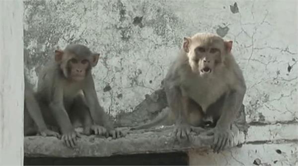 mysterious ways  150 monkeys  deaths