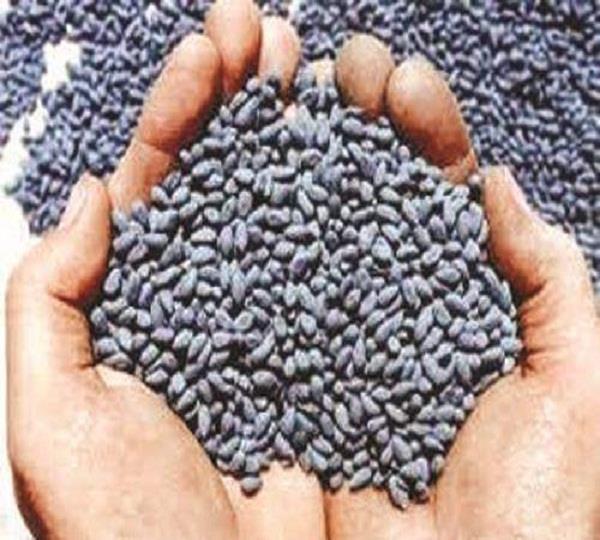 bt cotton beans