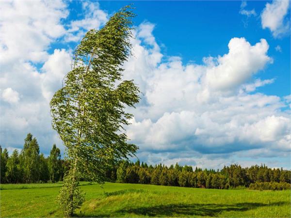the wind