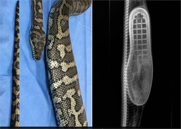 python slithers swallows slipper