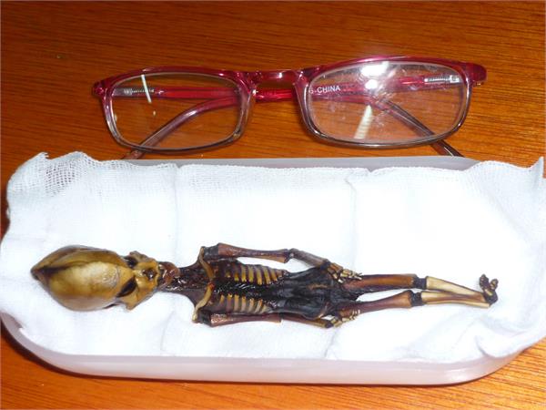 chile 6 inches skeleton experts disclosure