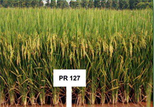 pau releases new kind of paddy paddy