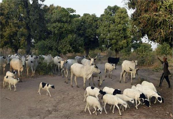 25 killed in fresh conflict in central nigeria  police