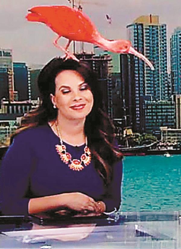 live shows  anchors  birds