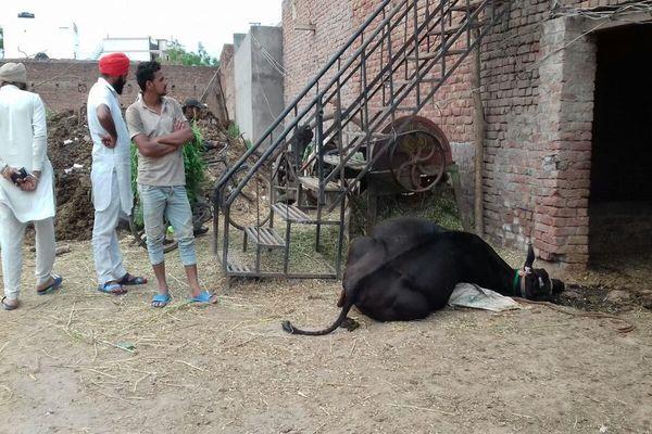 death of a cow due to a turning curt