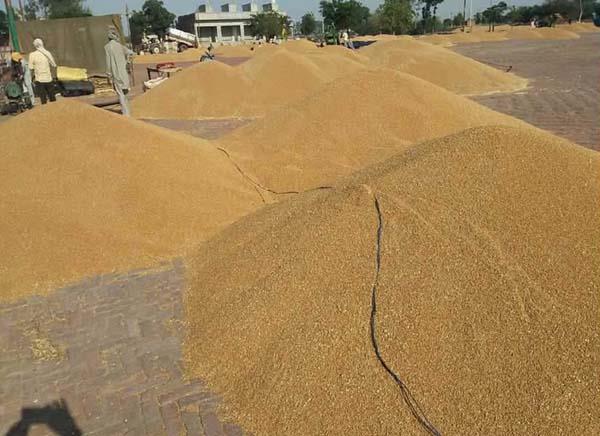 heavy harvesting of mandis farmers distress due to lack of speech