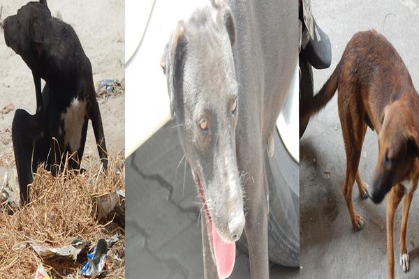 decline of dogs not died