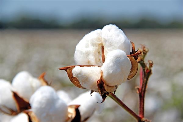 do not change the market  the hope of the export