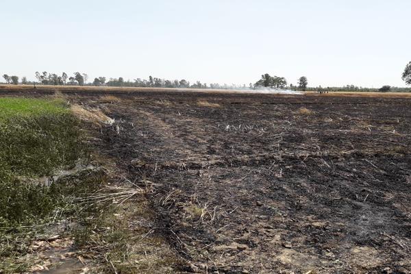 the ash after burning 50 acres of wheat crop