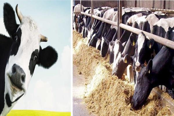 animal husbandry to save the milch animals from heat  dr  sarabjit singh