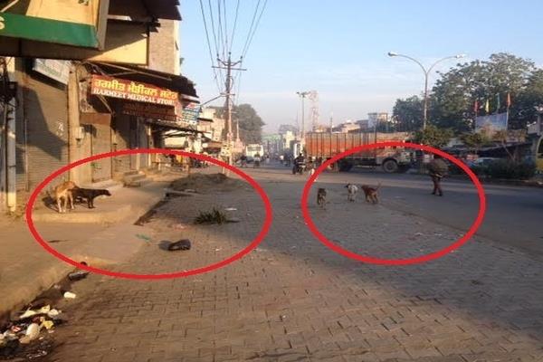 the stray dogs have stopped evacuating the residents of the city