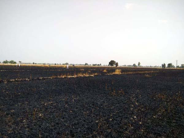 with the fire  86 acres of wheat crop burnt to ashes
