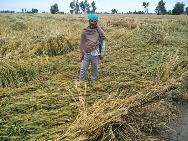 ਮੀਂਹ ਤੇ ਝੱਖੜ ਨੇ ਕਿਸਾਨਾਂ ਦੇ ਅਰਮਾਨਾਂ ''ਤੇ ਫੇਰਿਆ ਪਾਣੀ