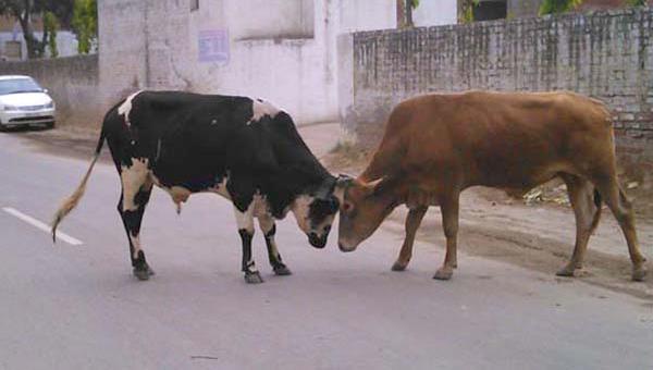 animal problem