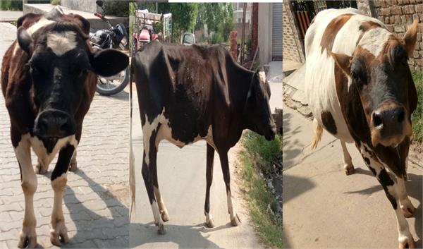 helpless animals road accidents