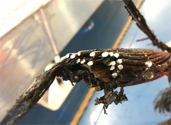 africa  2 days  offline  internet cable  broken