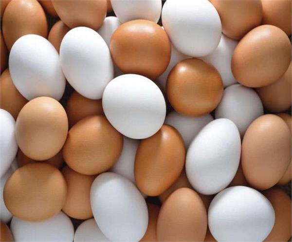 seized  45000 white eggs  illegally