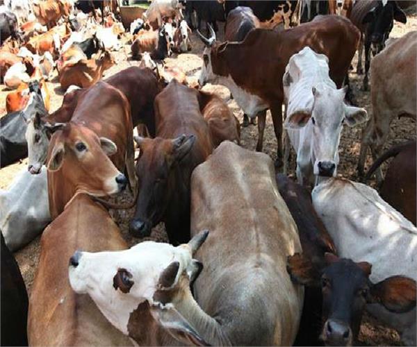 sale and purchase of animal