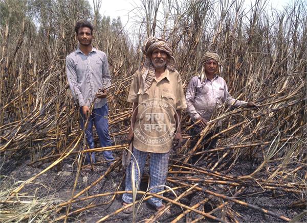 farmer  sugarcane crop  fire