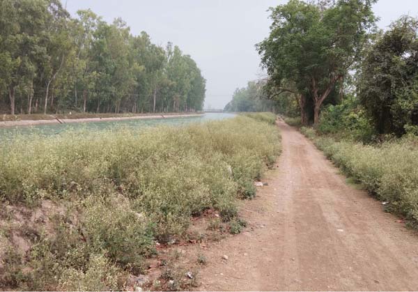 ਭਾਖੜਾ ਨਹਿਰ ਦੀਆਂ ਪਟੜੀਆਂ 'ਤੇ ਉੱਗੀ ਗਾਜਰ ਬੂਟੀ ਤੋਂ ਲੋਕ ਪ੍ਰੇਸ਼ਾਨ