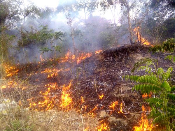forest fire started in the residential area