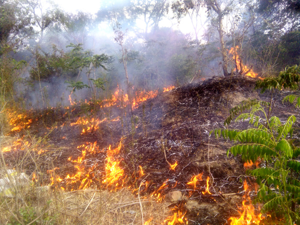 ਜੰਗਲਾਂ ''ਚ ਲੱਗੀ ਅੱਗ ਨੇ ਕੀਤਾ ਰਿਹਾਇਸ਼ੀ ਇਲਾਕੇ ਵੱਲ ਰੁਖ਼