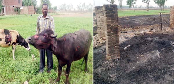 animals burned by fire in the fields