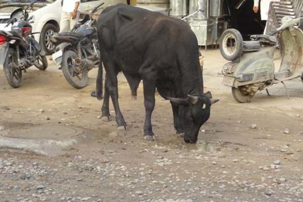 stray animals compelled to drink contaminated water on the roads
