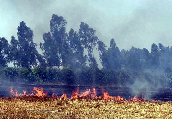 ਬਿਜਲੀ ਦੀ ਸਪਾਰਕਿੰਗ ਨਾਲ ਨਾੜ ਤੇ ਤੂੜੀ ਸੜੀ