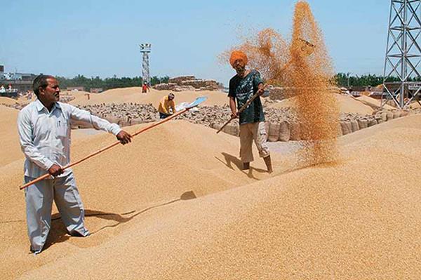 2 lakh 98 thousand 340 metric ton wheat procurement in district   