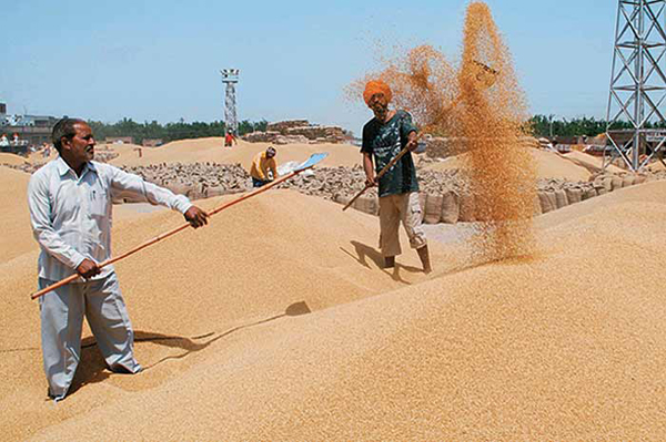 ''ਜ਼ਿਲੇ ''ਚ ਹੋਈ 2 ਲੱਖ 98 ਹਜ਼ਾਰ 340 ਮੀਟਰਕ ਟਨ ਕਣਕ ਦੀ ਖਰੀਦ''