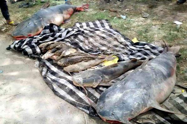 the case of beas river g  a u scientists of ludhiana report released