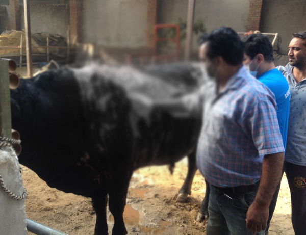 ਸ਼ਰਾਰਤੀ ਅਨਸਰਾਂ ਨੇ ਫਿਰ ਸਾਨ੍ਹ ''ਤੇ ਤੇਜ਼ਾਬ ਪਾ ਕੇ ਸਾੜਿਆ