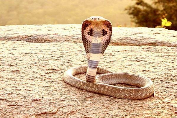 the snake can also bring you to jail