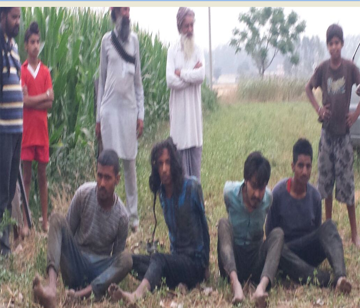 1 ਦਰਜਨ ਤੋ ਵੱਧ ਚੋਰਾਂ ਨੇ ਪਨਗਰੇਨ ਗੋਦਾਮਾਂ ''ਤੇ ਬੋਲਿਆ ਧਾਵਾ, 4 ਕਾਬੂ, 8 ਫਰਾਰ