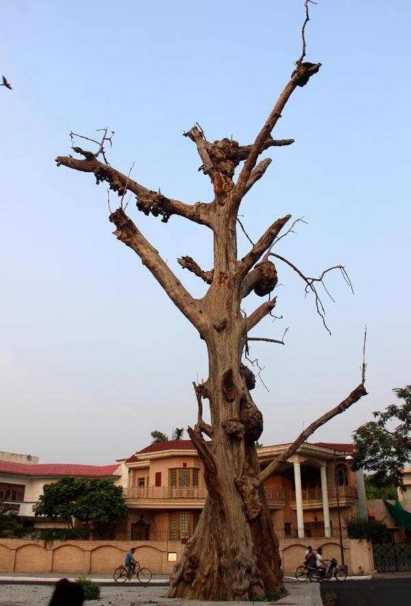 dry trees standing on the banks side