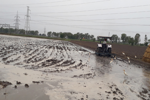 ਬਰਸਾਤ ਨੇ ਕਿਸਾਨਾਂ ਦੇ ਚਿਹਰਿਆਂ ''ਤੇ ਲਿਆਂਦੀ ਰੌਣਕ