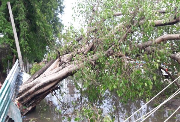 electric wire damages due to falling trees